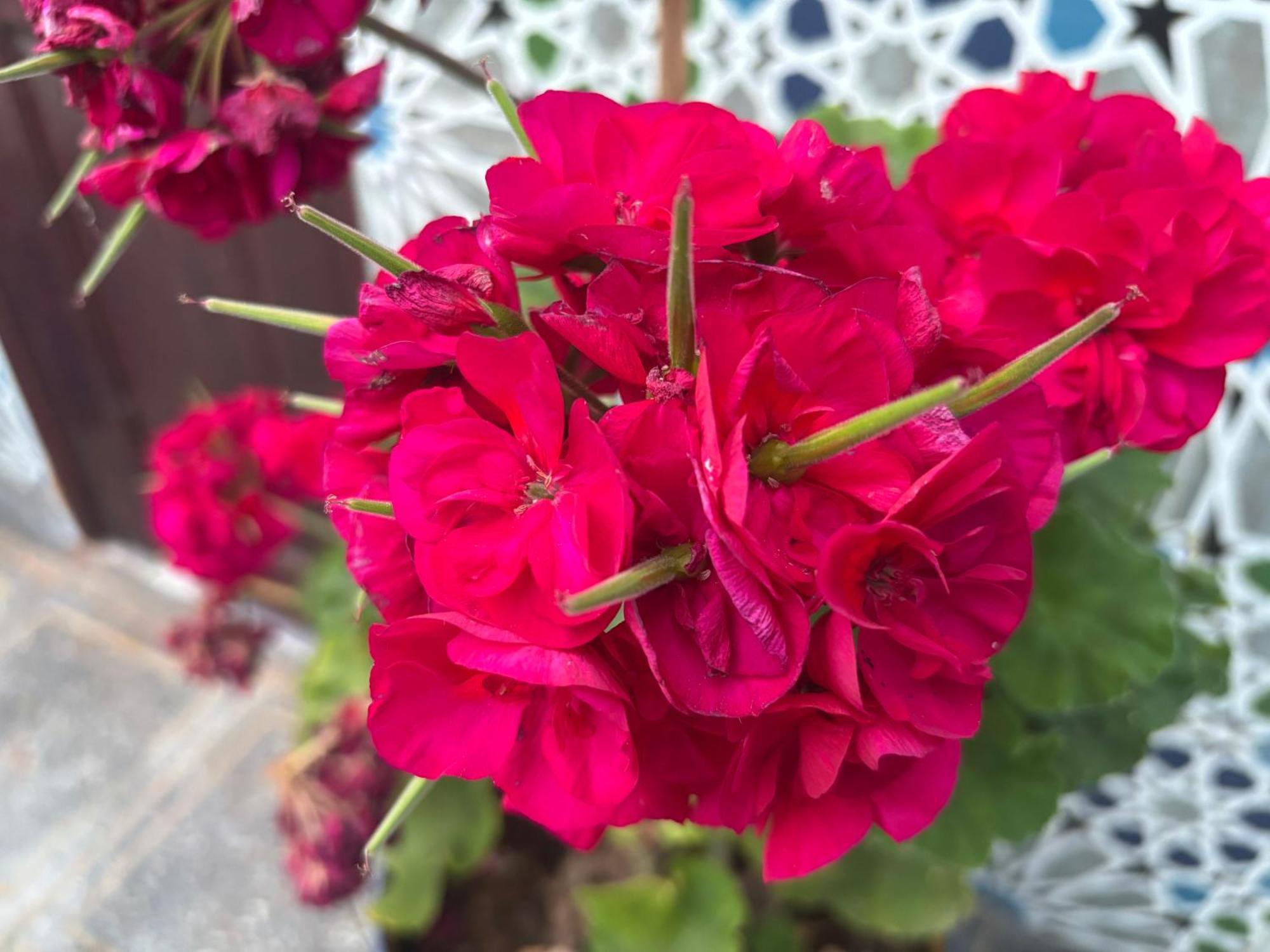 Casa Morisca Villa Sidi Ifni Dış mekan fotoğraf