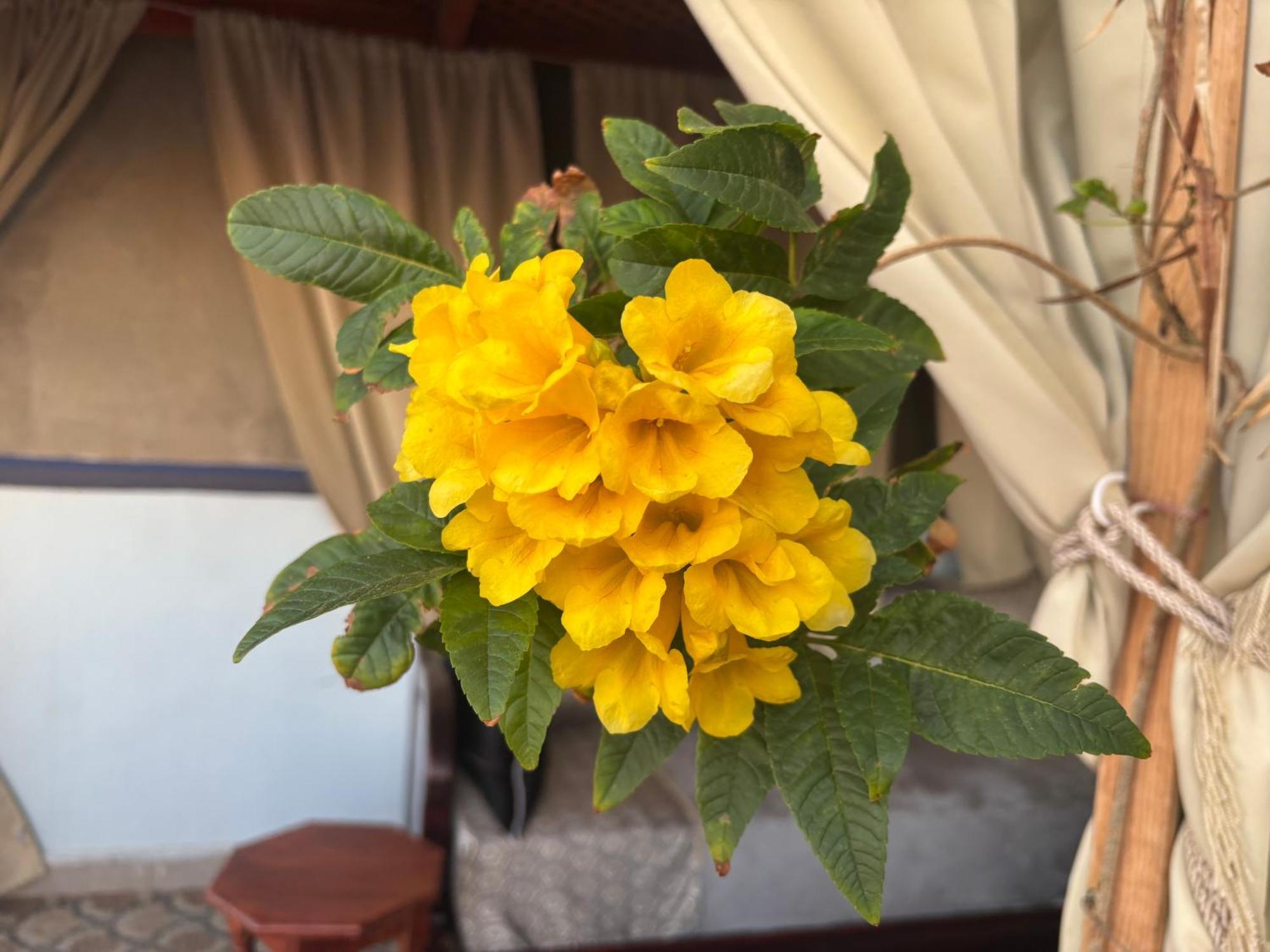 Casa Morisca Villa Sidi Ifni Dış mekan fotoğraf